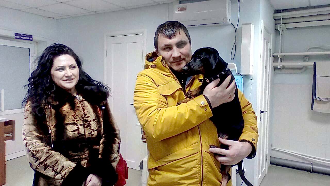 На фото такса Тимофей отправляется домой с новыми хозяевами