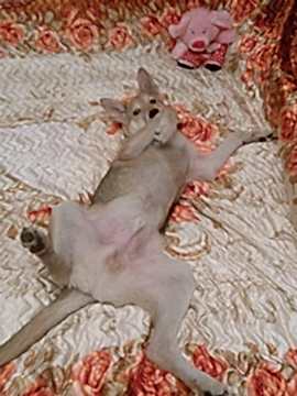 На фото №2 пес Тоша отдыхает и счастлив