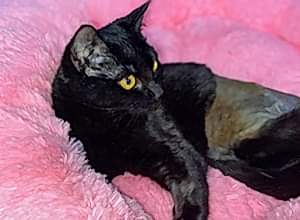 Новость от ветеринарной клинике Акелла №4