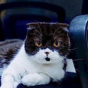 Список симптомов заболеваний кошек