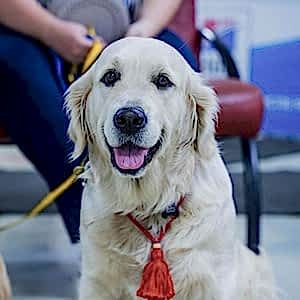 Список симптомов заболеваний собак