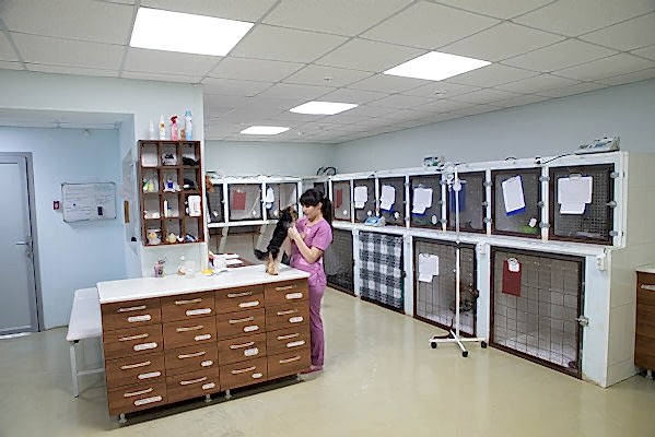 лечение собак в алматы