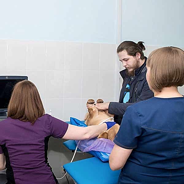 общая фотография на которой выполняется узи диагностика домашнему питомцу