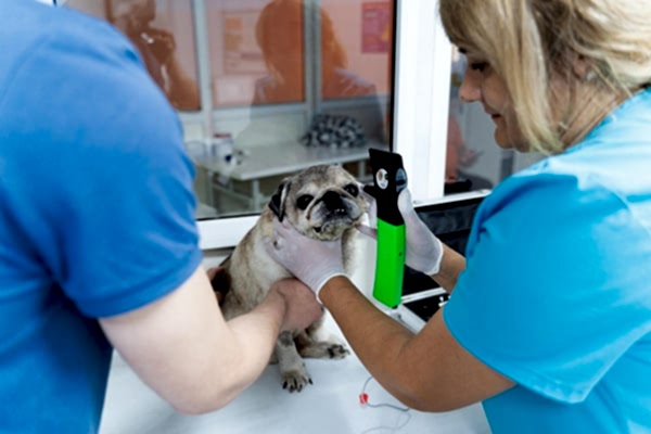 Пес Жучка на приеме в ветеринара офтальмолога