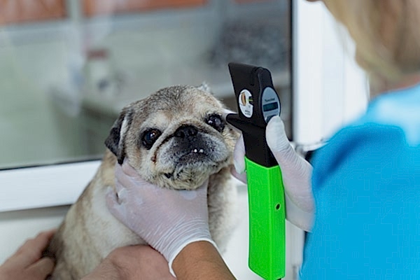 Ветеринарный офтальмолог в Алматы принимает легко, ласково и эффективно