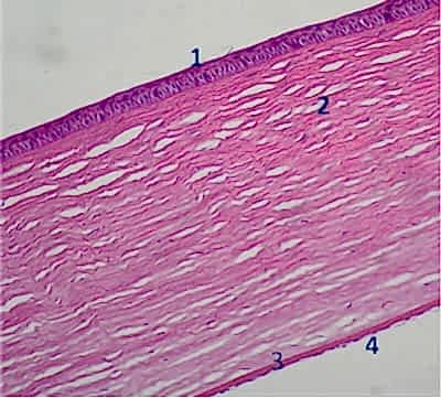 на фото: роговица глаза собаки в норме