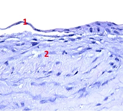 на фото: роговица глаза собаки с поврежденным эпителием