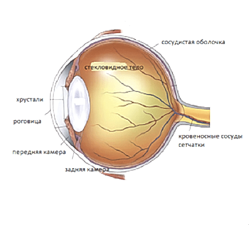 на фото показывается наглядно УЗИ глазного яблока в нормально состоянии у собаки