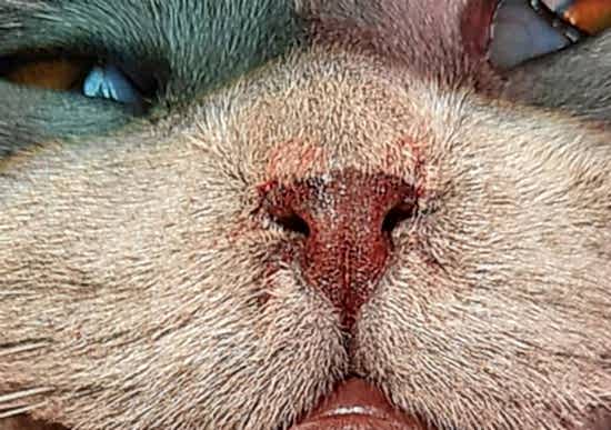 кот непосредственно после проведения ринопластики для улучшения дыхания